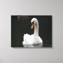 Buscar cisne blanco lienzos Vida silvestre