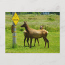Buscar alces postales Mamífero