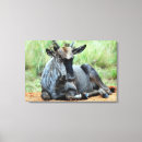 Buscar wildebeest Antílope