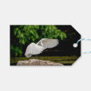 Buscar gran egret Salvaje