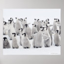 Buscar animales salvajes posters Al aire libre