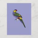 Buscar con capucha postales Pájaro
