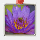 Buscar rana verde adornos Anfibio