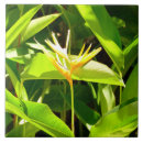 Buscar ave del paraíso azulejos Flor tropical