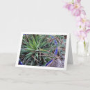 Buscar planta suculenta tarjetas General y unisex