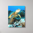 Buscar tortugas lienzos Quelonia