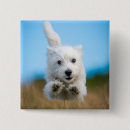 Buscar perrito lindo chapas Perro