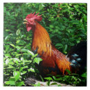 Buscar del gallo azulejos Granero