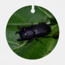 Buscar escarabajos adornos 4 º bicho
