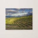 Buscar viñedo puzzles Viticultura