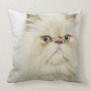 Buscar gato persa cojines Felino