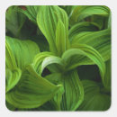 Buscar fondo natural pegatinas Nadie