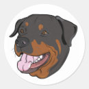 Buscar rottweiler Rottweiller