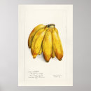 Buscar planta de plátano posters Botánica