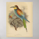 Buscar ornitología posters Pájaro