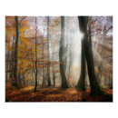 Buscar sunrays posters Naturaleza