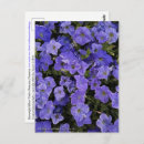 Buscar petunia azul postales Flores