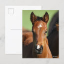 Buscar cuaderno postales Animal