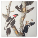 Buscar audubon de juan decoracion Pájaros