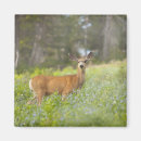 Buscar odocoileus imanes Horizontal