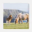 Buscar islas shetland imanes Rancho