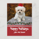 Buscar cachorros postales Festivo