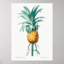 Buscar ilustracion de la piña posters Fruta