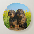 Buscar dachshund cojines Animal