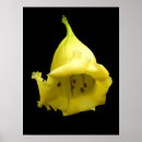 Buscar flores tropicales posters General y unisex