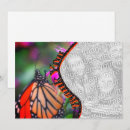 Buscar monarca tarjetas Animal