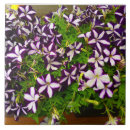 Buscar rayado azulejos Morado