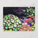 Buscar arrecife de coral postales Mar