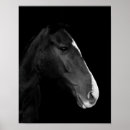 Buscar caballo blanco posters Para ellos