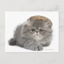Buscar gatito persa postales Horizontal