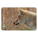 Buscar coyotes imanes Naturaleza