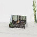 Buscar perro de pastor tarjetas Sheltie