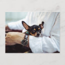 Buscar chihuahuas postales General y unisex