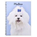 Buscar perro maltés libretas Cachorro