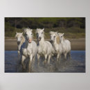 Buscar caballo salvaje posters Stallion