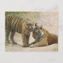 Buscar tigre de bengala real postales Rajasthán