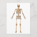 Buscar sistema esquelético postales Cráneo