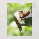 Buscar hummingbird postales Ave