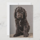 Buscar cockapoo tarjetas Cachorro