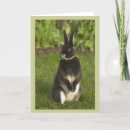 Buscar rabbit tarjetas Animales