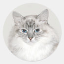 Buscar himalayan pegatinas Gatito