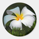 Buscar plumeria imanes Flor