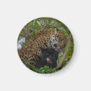 Buscar jaguar imanes Gato grande