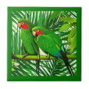 Buscar loro azulejos Aves