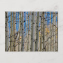 Buscar árbol de álamo postales Otoño