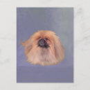 Buscar pekingese postales Peke